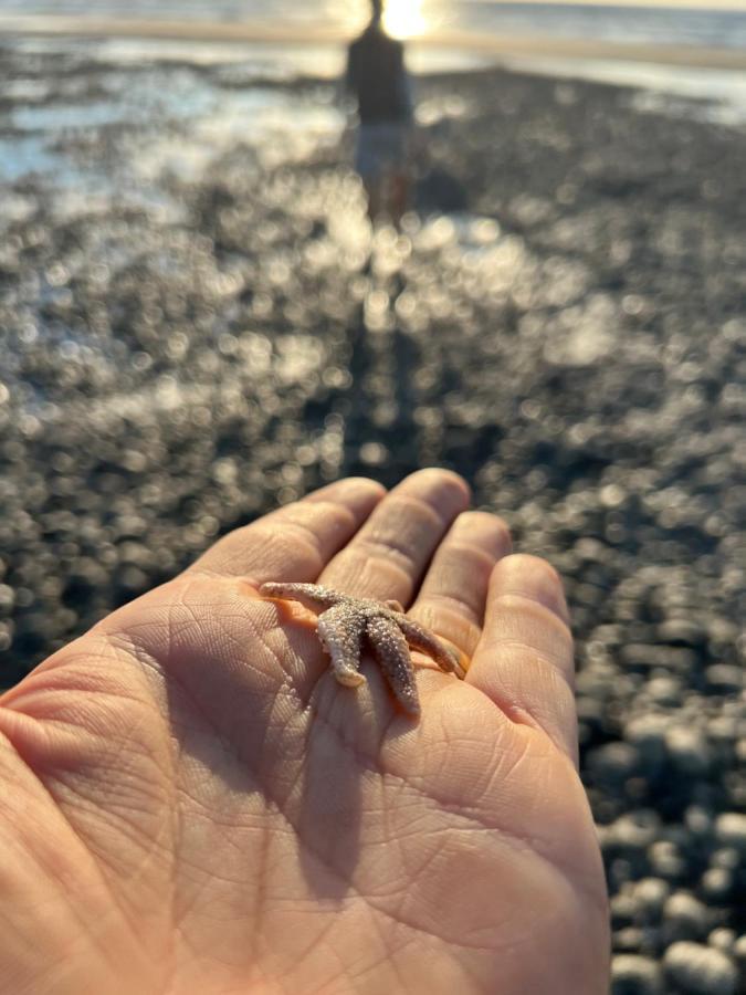 Les Petites Canailles Rooftop Cayeux-sur-Mer Zewnętrze zdjęcie